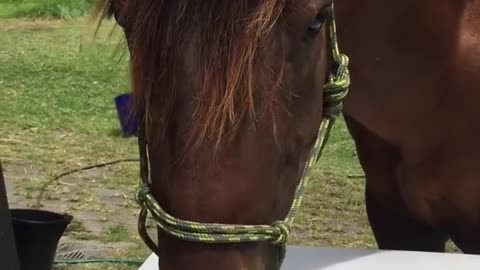 Horse 🐎 Playing Piano 🎹 Impressive Video