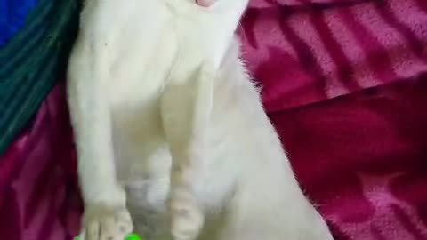 cat training video