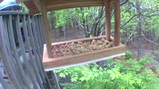 Pileated woodpecker on feeder
