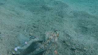 Octopus Scoots to Safety