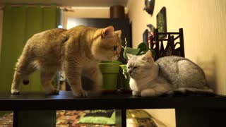A day in the life of two adorable cats