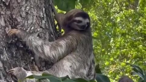 Silly sloth needs help