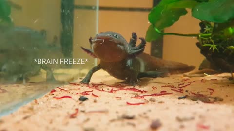 Wild Axolotl Being Hand Fed For The First Time What Happens Next Might Suprise You!
