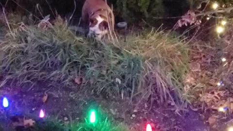 Bulldog in the bushes