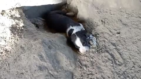 Rescue newborn puppies lost mother and 2 siblings,living abandoned place
