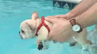 The best swimmer ever