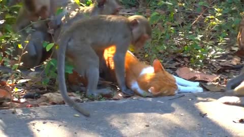 Cute Relationship Between Monkeys and Cat