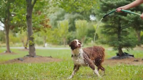 Dog Playing with Garden hoses