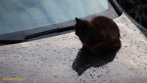 A Black Cat on a Black Car