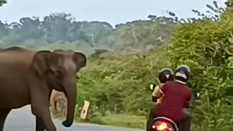 Elephant attack to bike driver