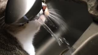 Thirsty Cat Takes a Sip