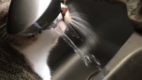 Thirsty Cat Takes a Sip