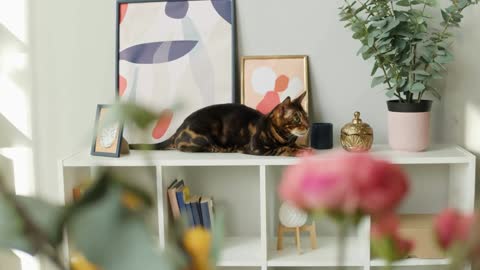 Bengal cat sitting on shelf close-up. Brown kitten resting on ledge near pictures