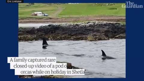 Pod of Orcas swim by family in rare up-close sighting in Shetland