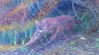 Staring Contest with a Mountain Lion