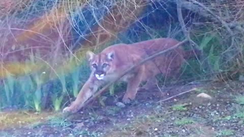 Staring Contest with a Mountain Lion