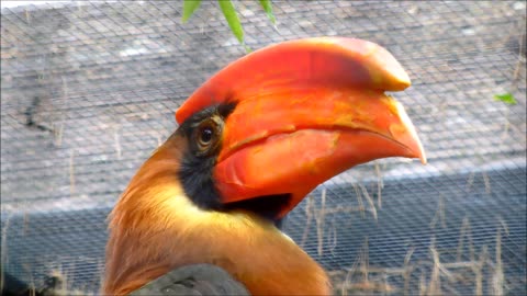 A male Rufous Hornbill in an aviary.