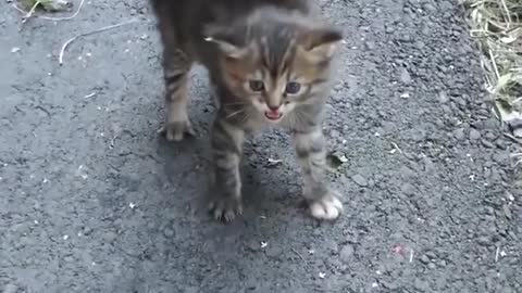 Help to homeless kitten.