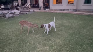 Determined fawn tries everything to get dog to play