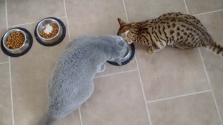 Intelligent cat knows how to outsmart larger feline