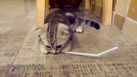 The best funnycat videos in the world