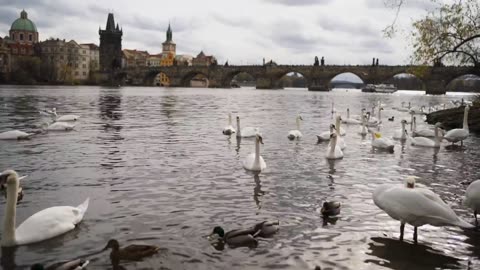 Swans swimming on the banks of a river #wilddcc #ducks #wilddoc