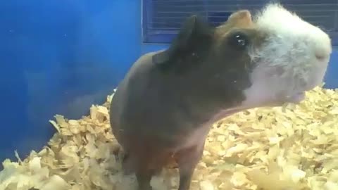 Skinny guinea pig stay shocked while being filmed! [Nature & Animals]