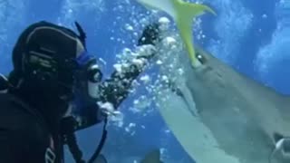 Tiger Shark nose scratch