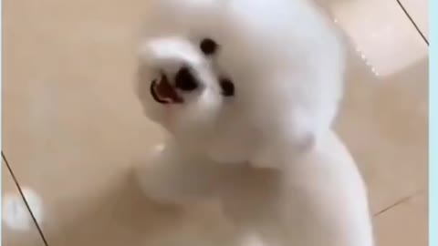 CUTE puppy Bichon Frise Dancing for getting attention