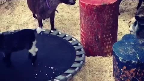 Black baby goat jumping on trampoline falls