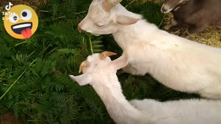 Goats having edible fern