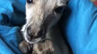 Baby Kangaroo Cleans her Paws