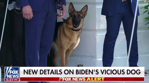 Biden’s Bad Dogs 🐕