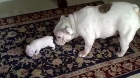 Elvis the Bulldog Puppy reads his mom the riot act_batch