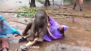 Funny Animals Videos - Funny Girl Video - Funny girl Fails - funny zoo Animals