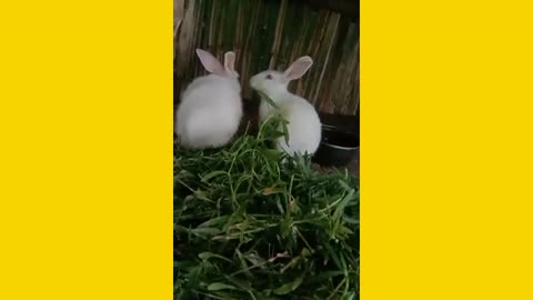 Two couples of rabbits are kissing
