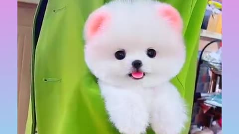 Funny and Cute Dog Video Compilation,🐕🐕_12 _#short