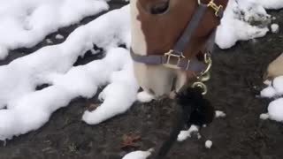 Baby Belgian See’s Snow For The First Time