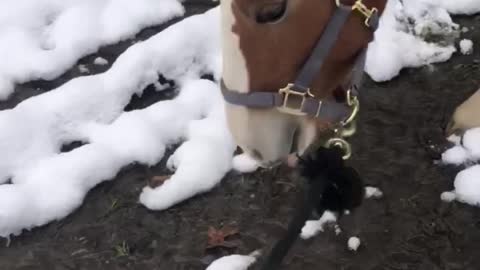 Baby Belgian See’s Snow For The First Time