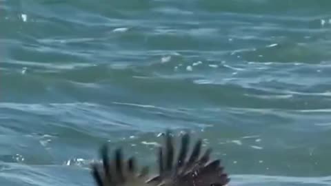 Eagle fish hunting #amazing #wonderful #viral #viralvideo #shortsvideo #shorts #shortvideo #eagles