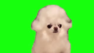 Mozart Dog | Green Screen