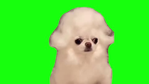 Mozart Dog | Green Screen