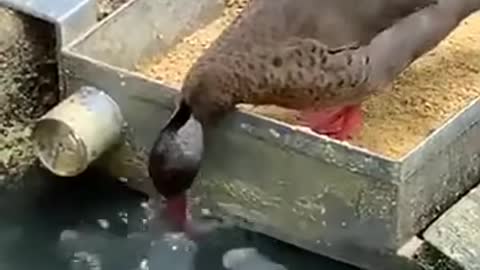the most amazing duck Make You Smile 😃
