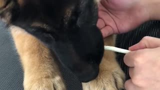 Brown black puppy eating kfc mashed potatoes