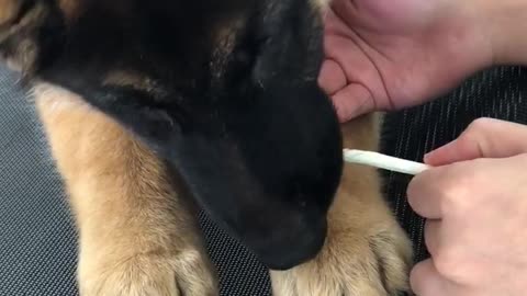 Brown black puppy eating kfc mashed potatoes