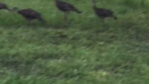A rafter of Wild Turkeys roaming in Clay County Florida