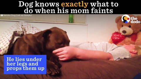 Service Dog Knows How To Help When His Mom Faints