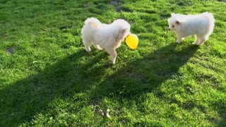 Cachorros samoyedos juegan tiernamente con globos