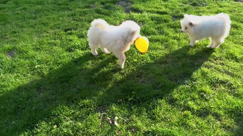 Cachorros samoyedos juegan tiernamente con globos