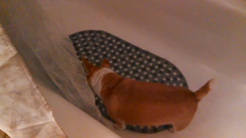 Tub trained dog pees in shower